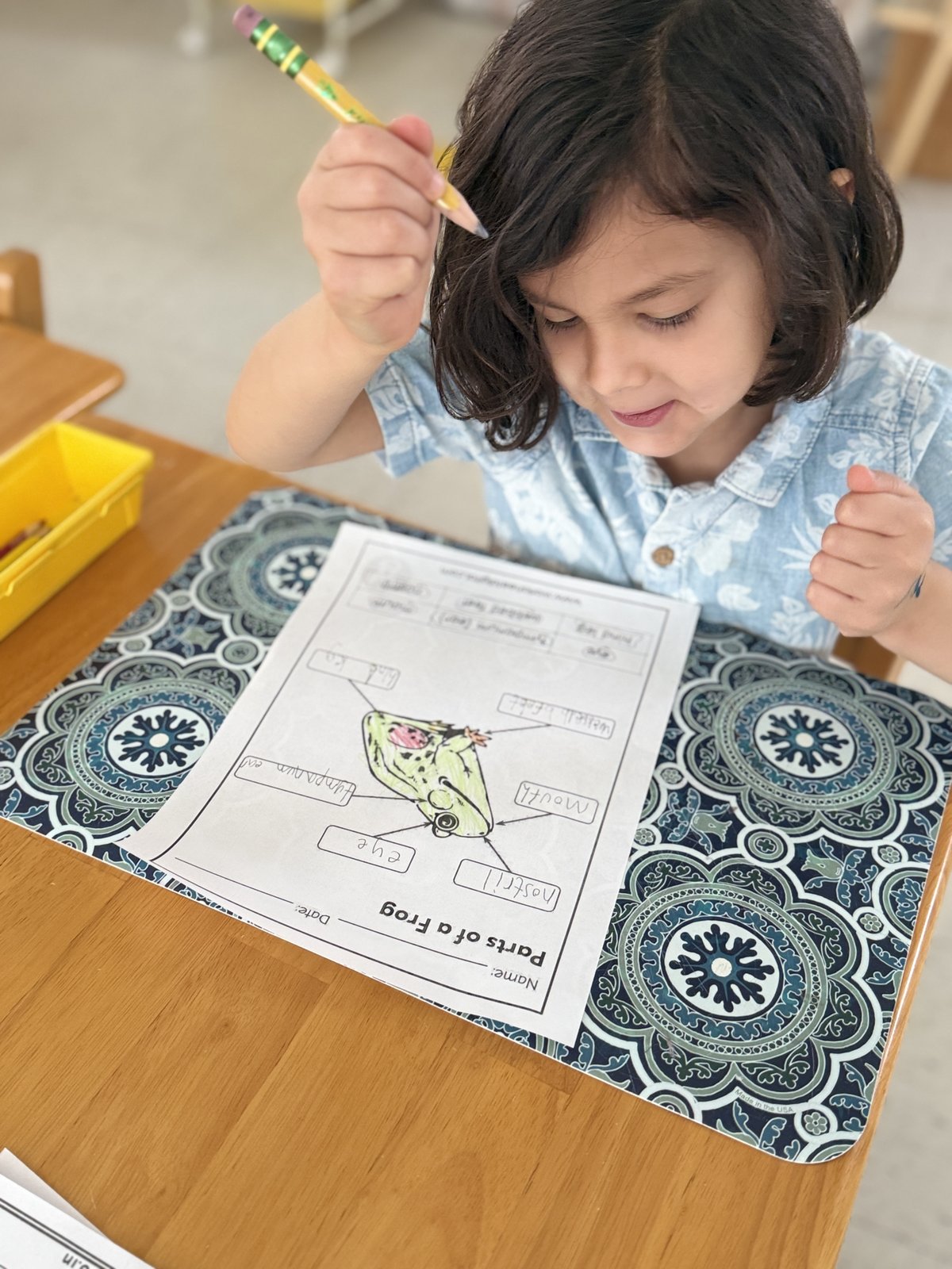 Child completing a science worksheet with concentration